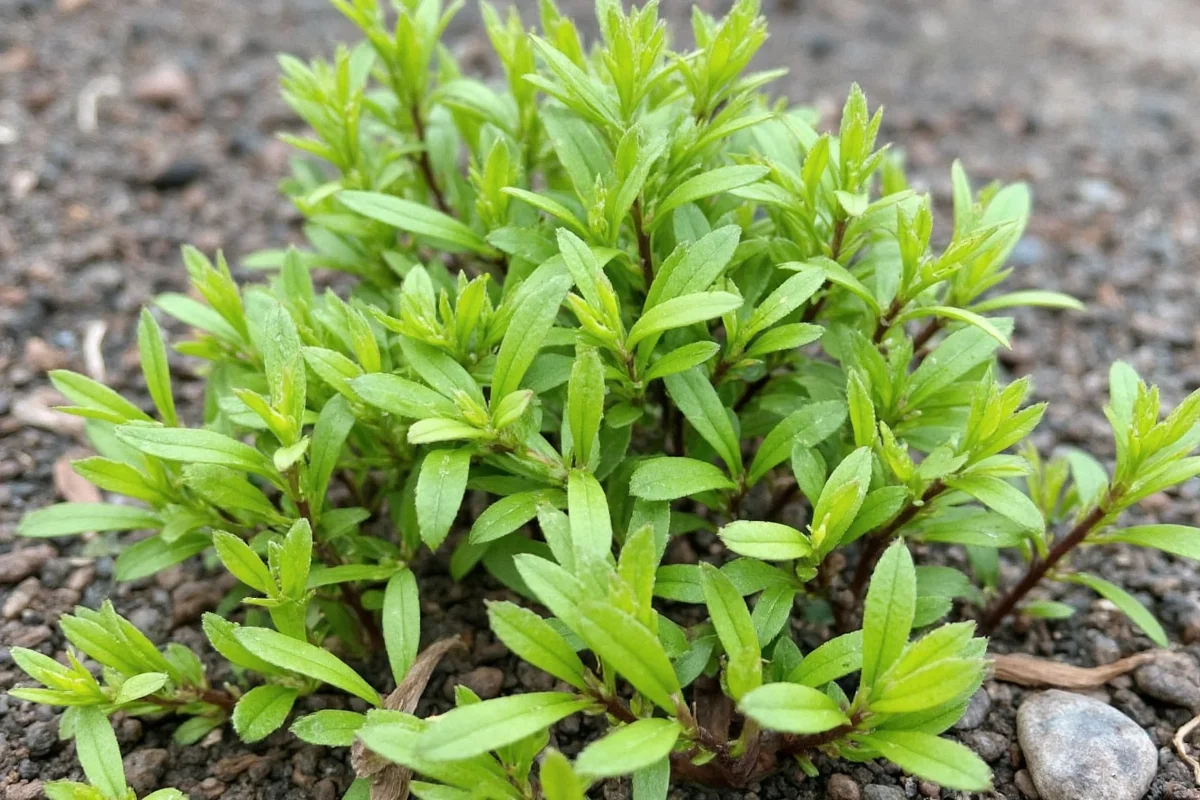 how long do tulips last