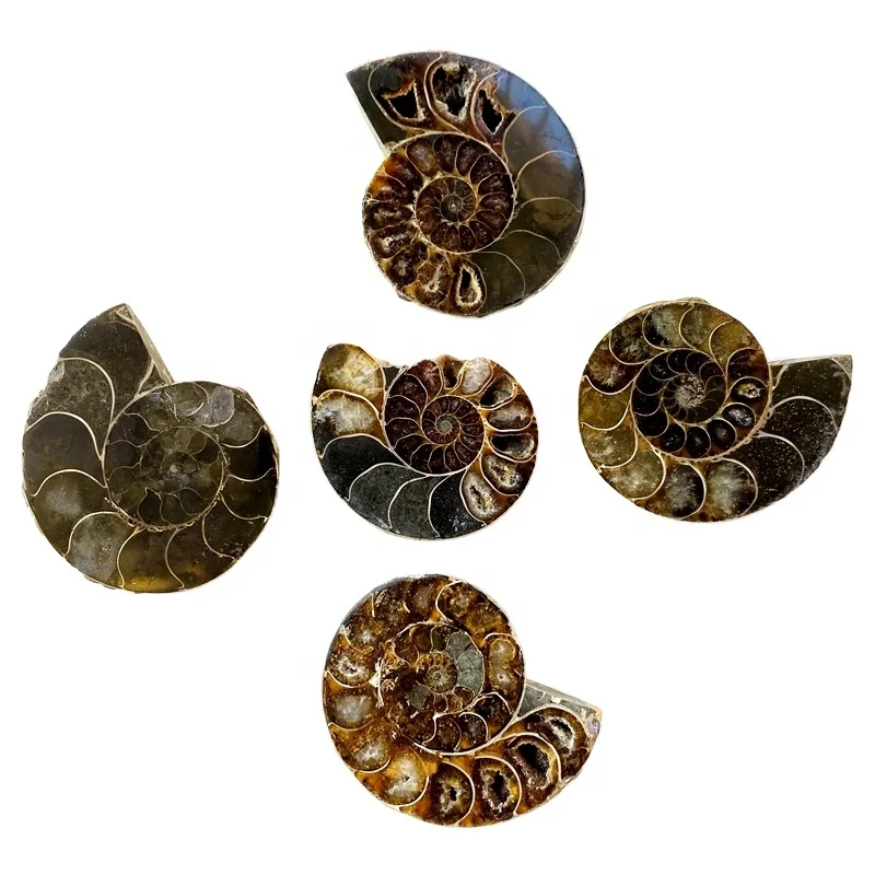 

Hot Sale Natural Split Conch Ammonite Shell Fossils Slices For Decoration collection