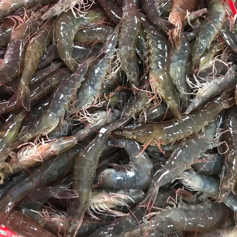 
Frozen Black Tiger shrimp (whole shrimp) 