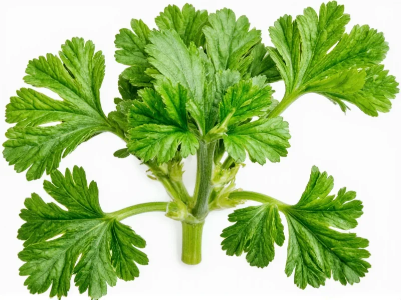 Best Parsley Substitutes: Practical Alternatives for Cooking