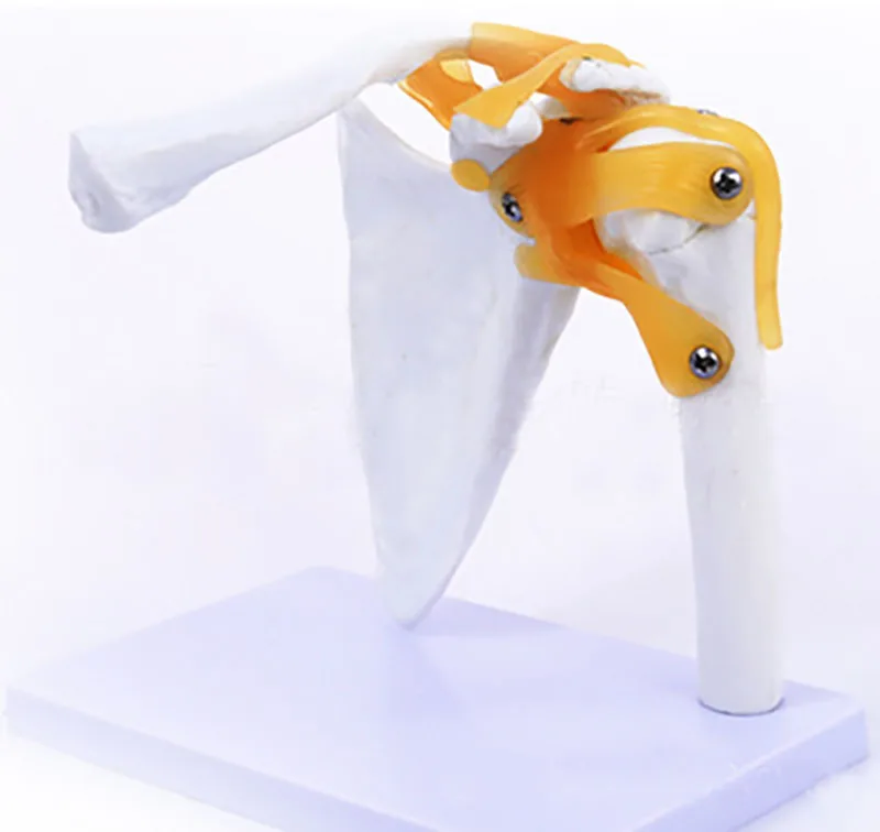 真人大小灵活解剖肩骨肌肉关节模型 - buy 人体肩关节模型,人体解剖骨