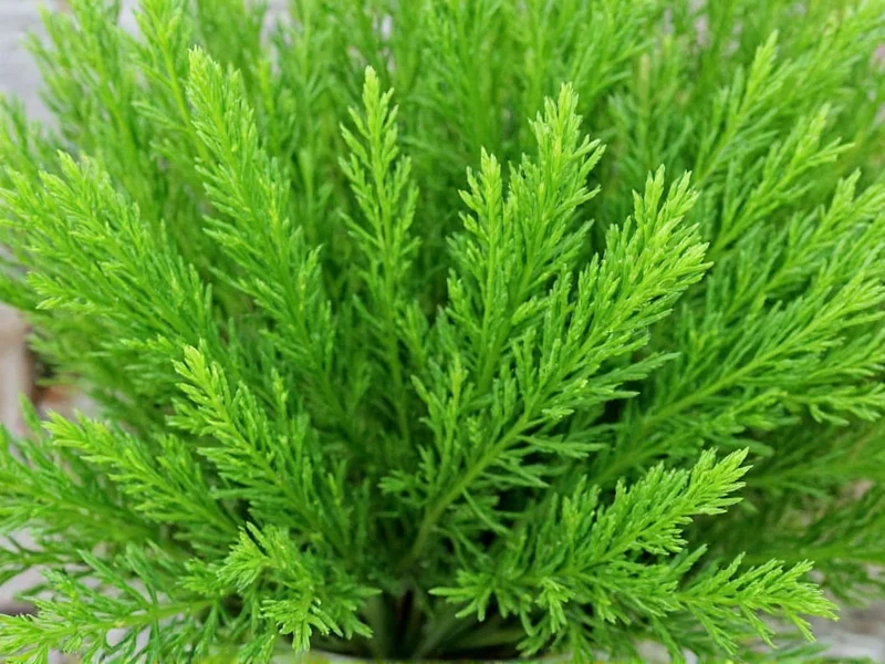 Dill Leaves Health Benefits: Science-Backed Advantages