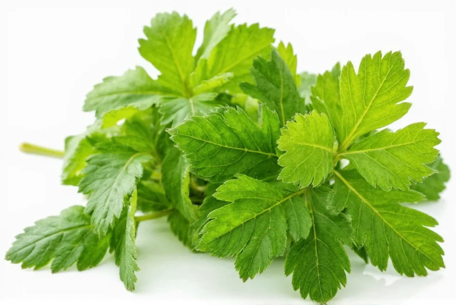 Mustard leaf plants growing in garden bed with proper spacing and healthy green foliage