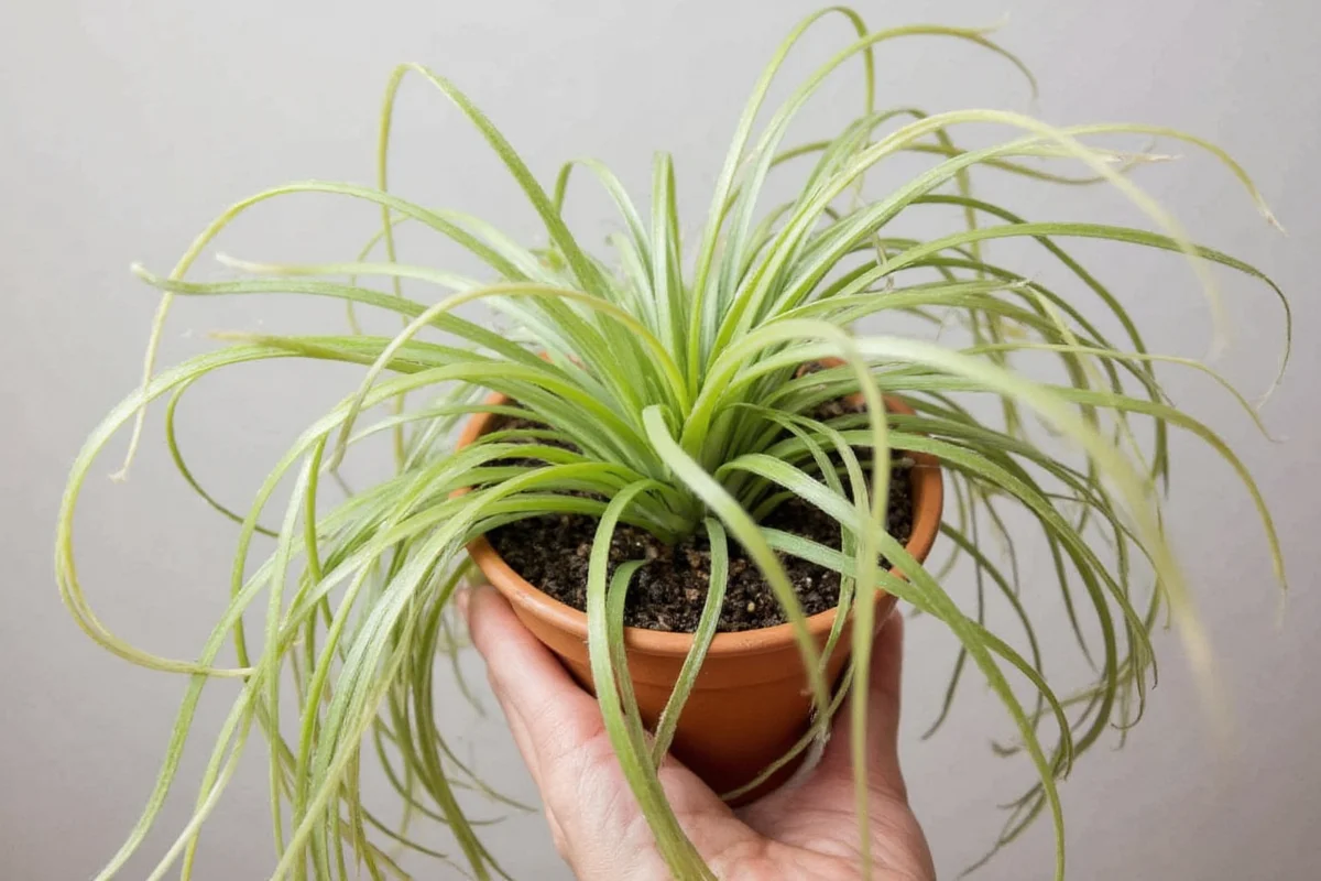 how to grow air plants tillandsia