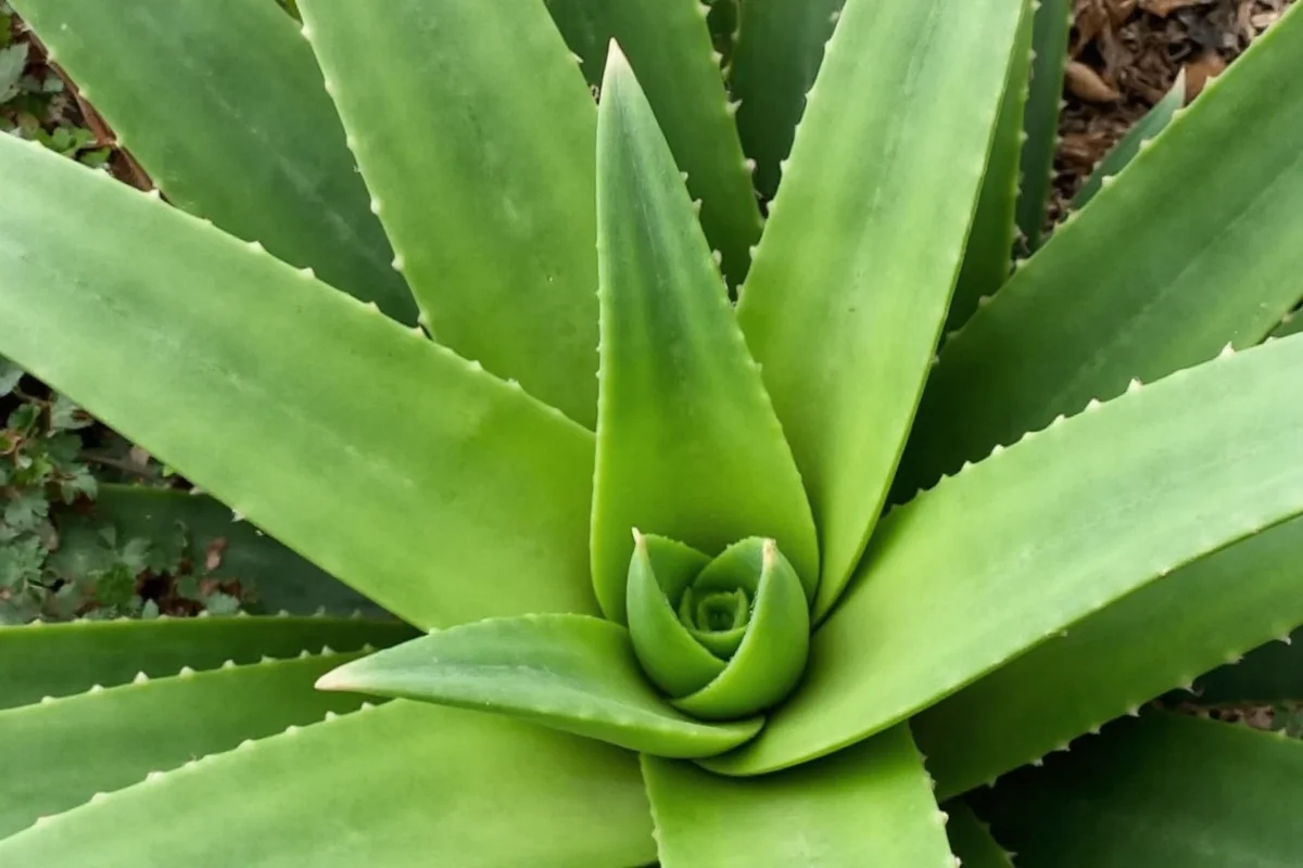 how fast does an aloe vera plant grow