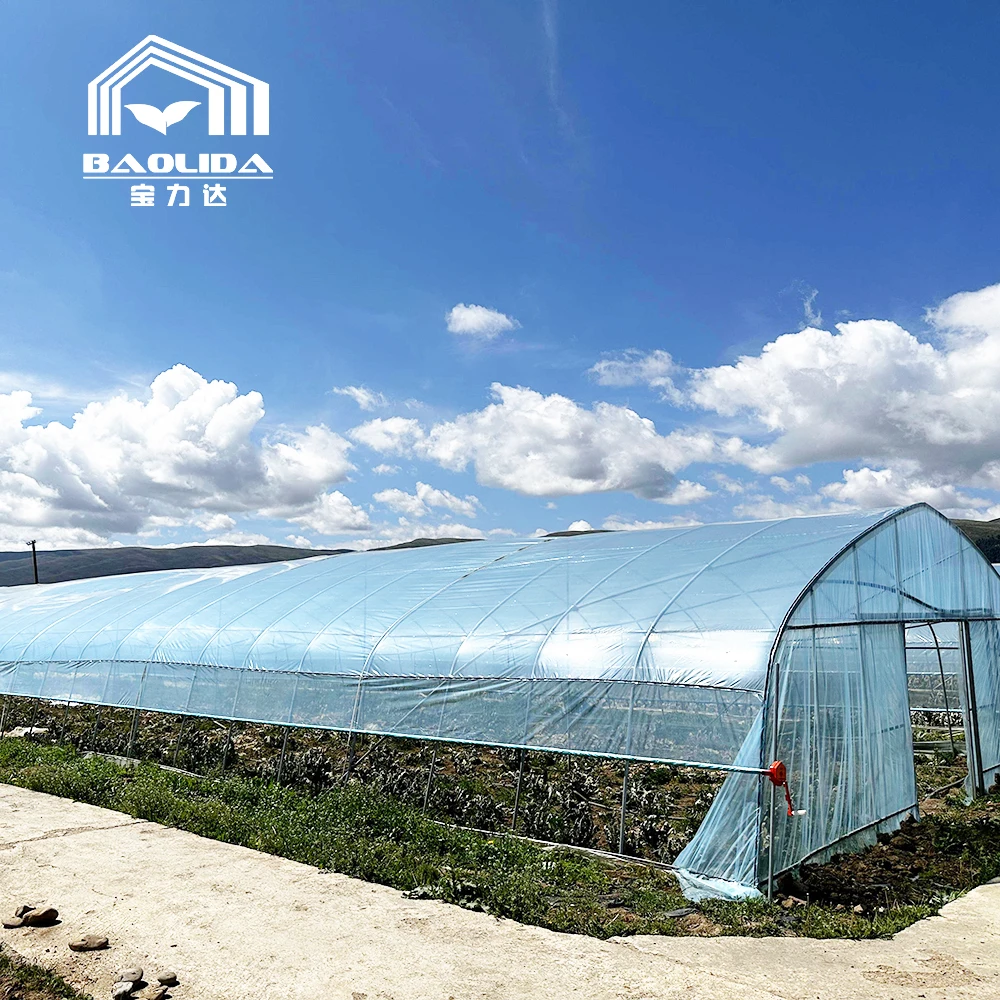 

single tunnel tomato fruit flower green house 8x30 meter low tunnel serre agricole m greenhouse for sale