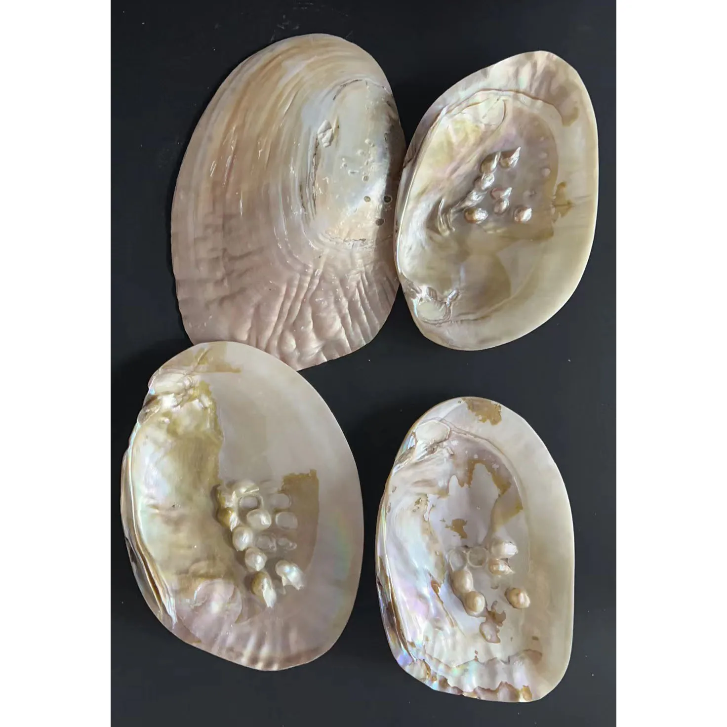 Wholesale price big shell with pearl .about 15 cm