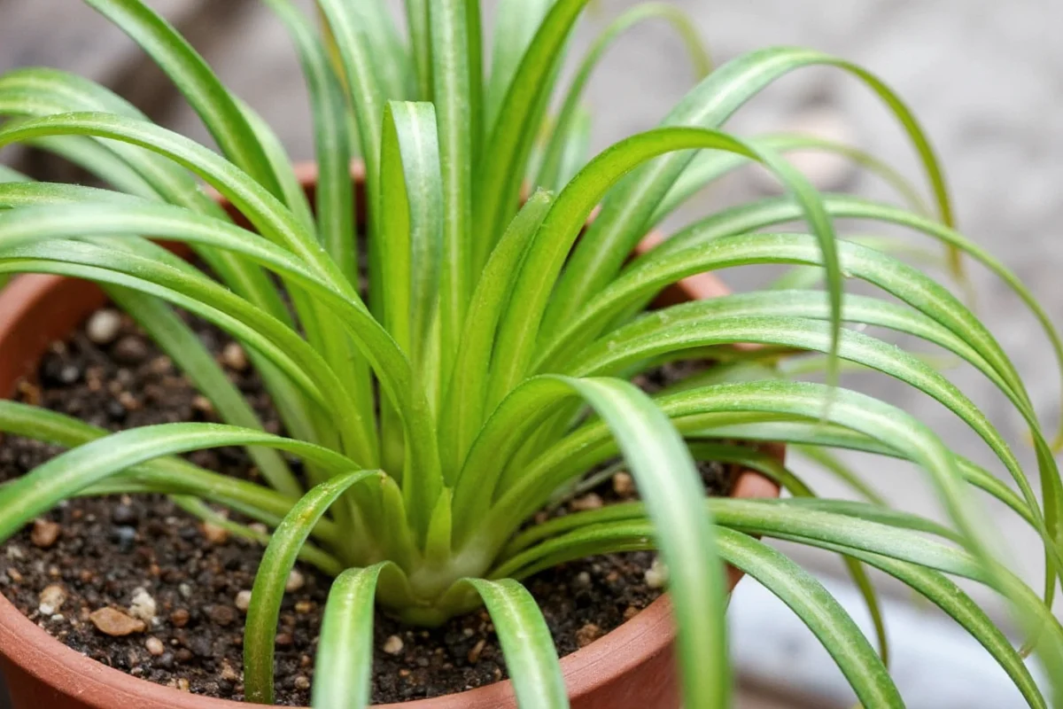 can you plant a spider plant outside