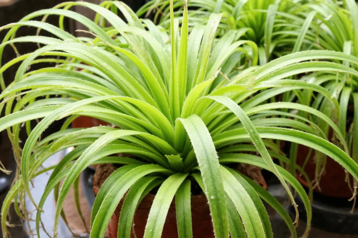 how much light do spider plants need