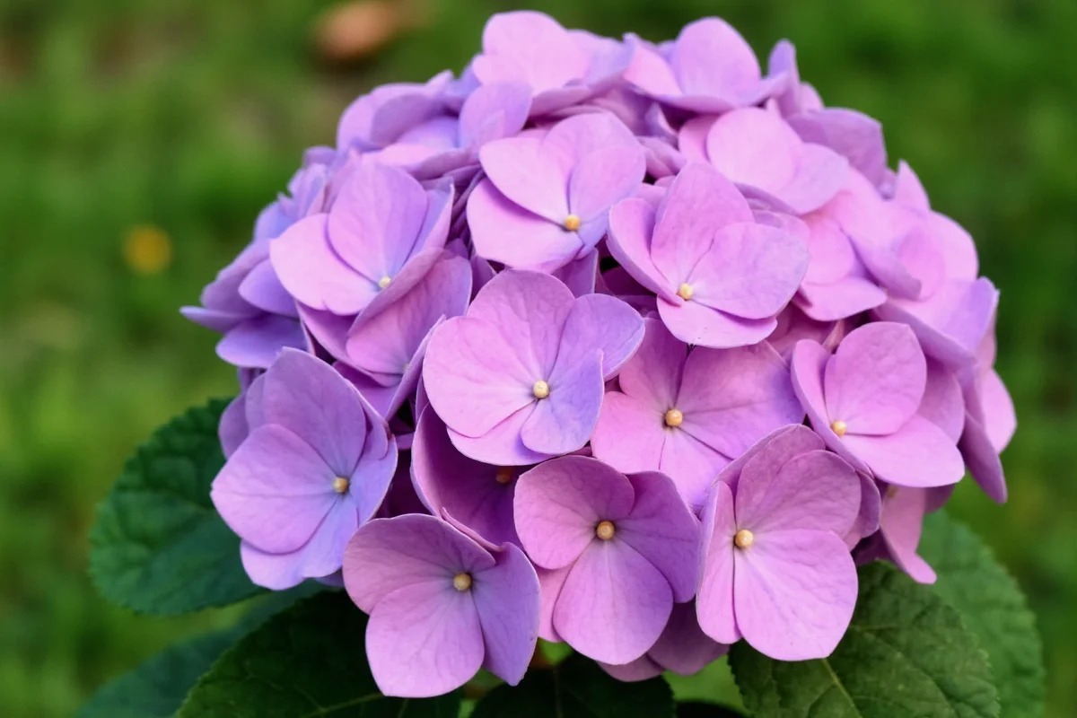 do you cut back hydrangea plants