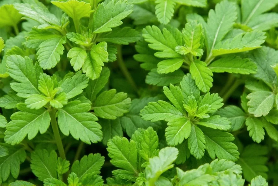 Dried Cilantro Powder