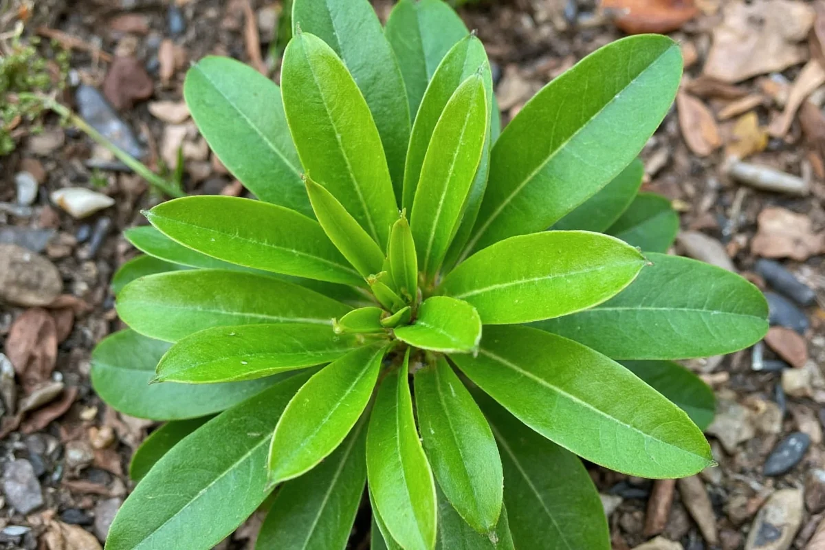 Why Is It Called a Prayer Plant? Explained