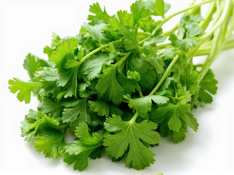 10 Fascinating Facts About Cilantro You Need to Know