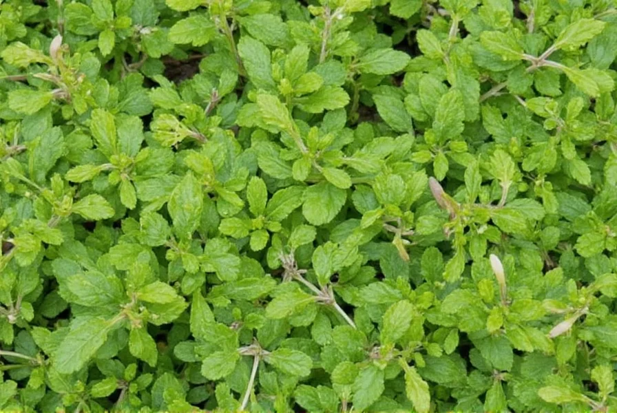 Harvested Mexican oregano bundle tied with twine