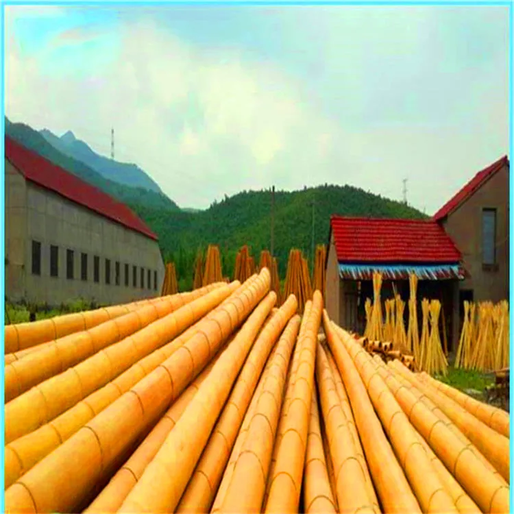 moso bamboo for sale near me