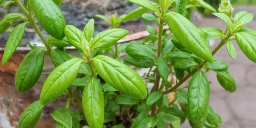 from garden to jar the ultimate hack for drying fresh basil like a pro