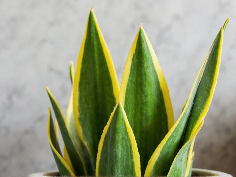 Snake plant thriving in home office with minimal light
