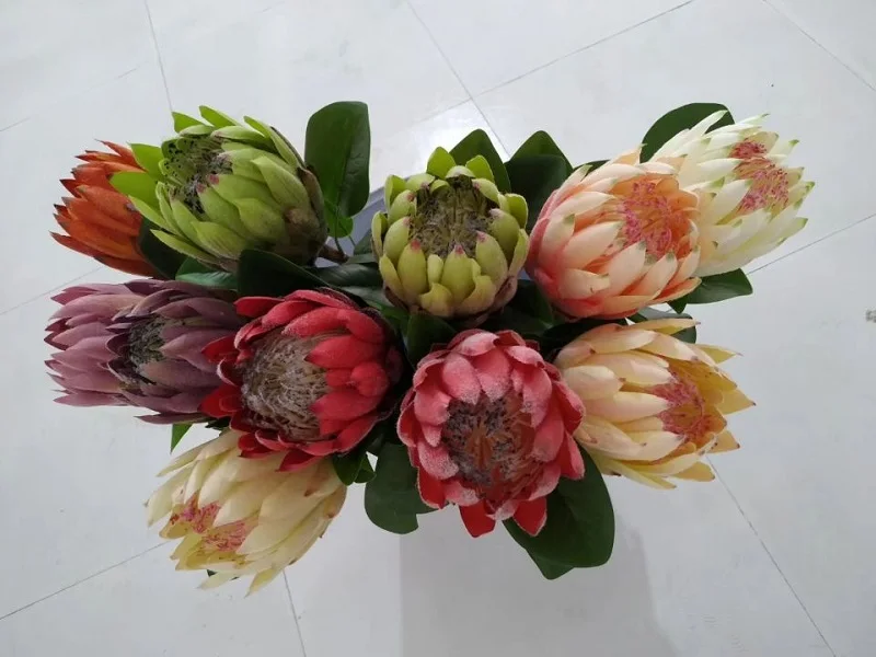 Protea (5).jpg