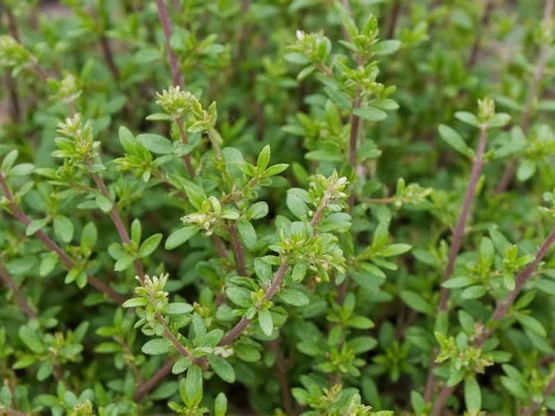 Lemon Thyme: Complete Guide to Growing & Using This Citrus Herb