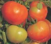 /product-detail/best-quality-tomato-vegetable-seeds-from-india-62408748232.html