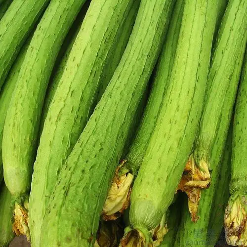 
Green long hybrid luffa sponge gourd seeds 