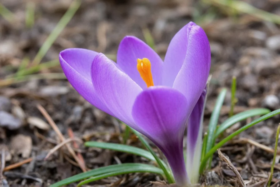 Close-up botanical illustration showing the three red stigmas of Crocus sativus flower against purple petals, highlighting the distinctive structure that becomes saffron spice
