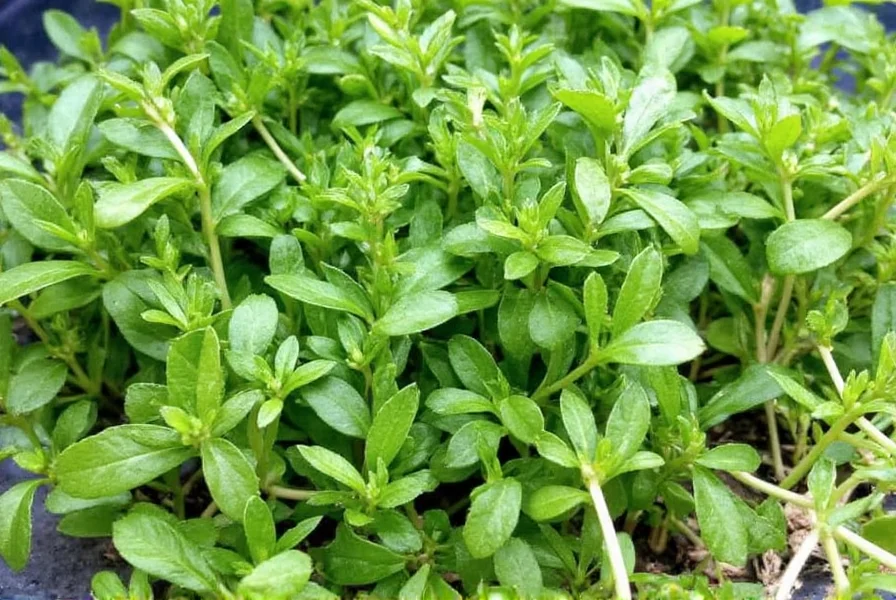 marjoram herb recipes 7 delicious ways to turn this mild herb into a flavor bomb