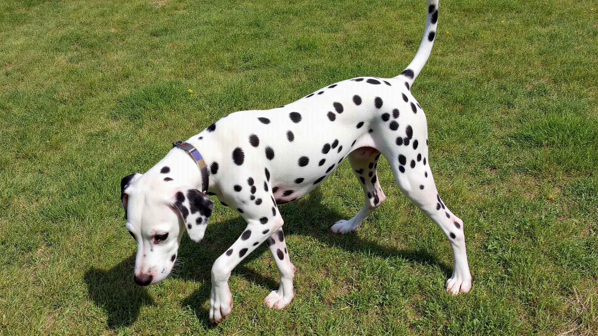 From Firehouse to Family: The Enduring Bond Between Dalmatians and Firefighting