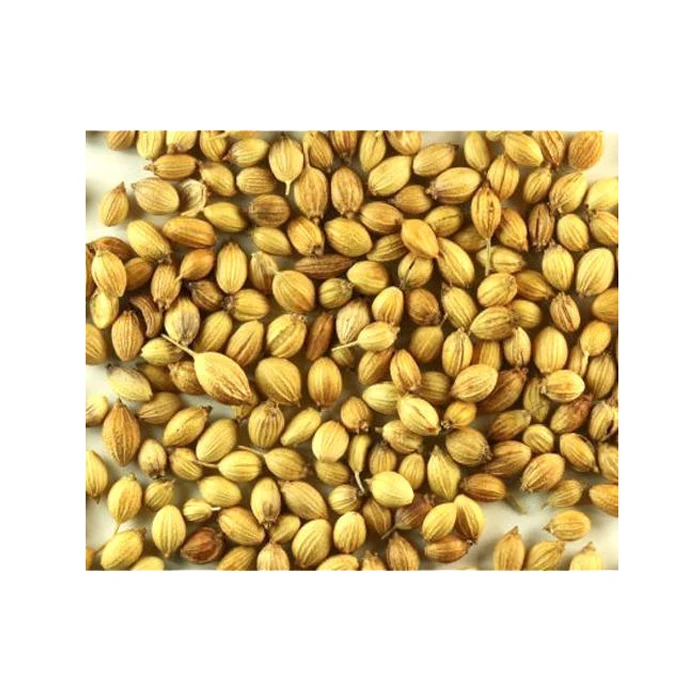 
Bulk Coriander Seed In Best Wholesale Price 