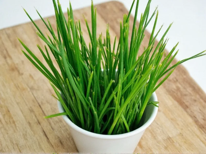 How to Dry Fresh Chives: 3 Simple Methods