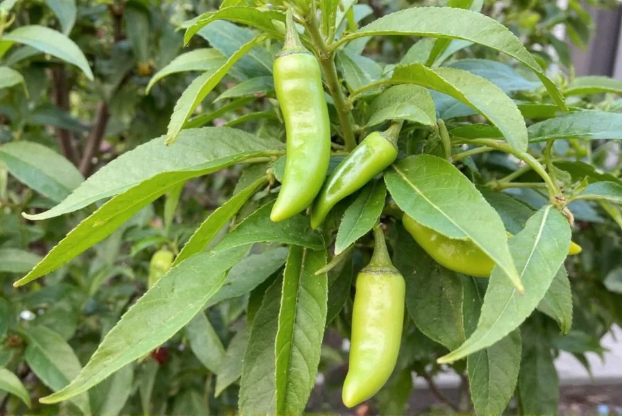 Chili Bay Leaf