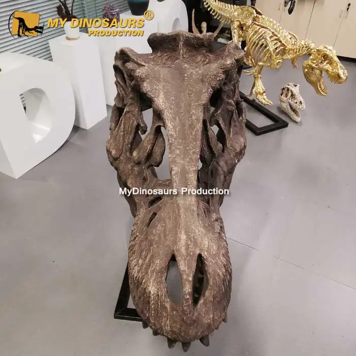 Wholesale Meu dinossauro t-rex xj244, fósilos esqueleto para compras From  m.alibaba.com