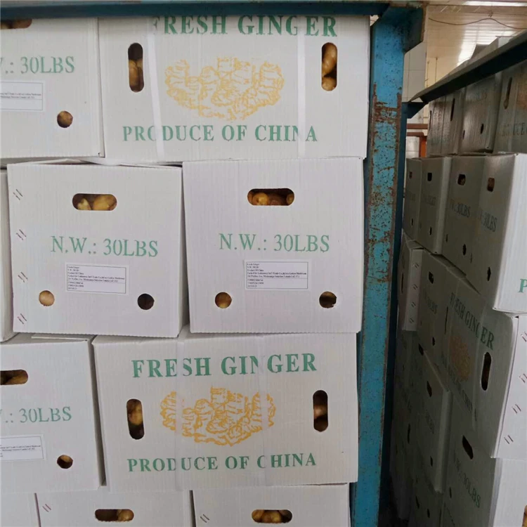 
Fresh gingger 2020 China gingger export from professional factory 