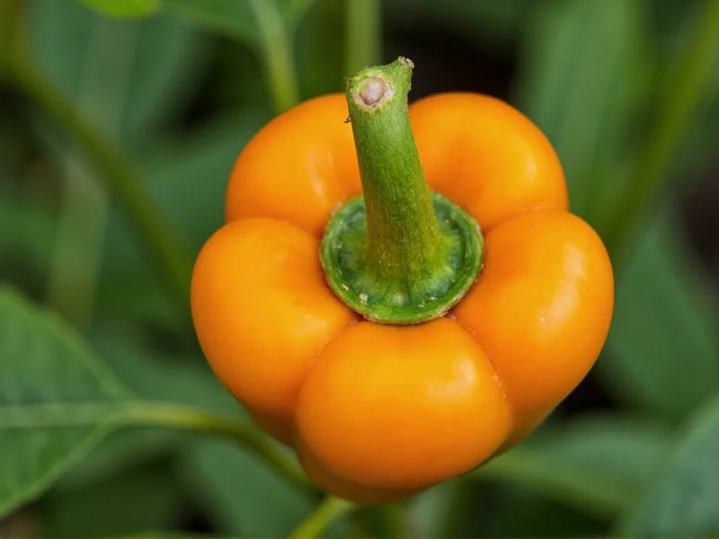 What Pepper Looks Like: Visual Guide to Common Varieties