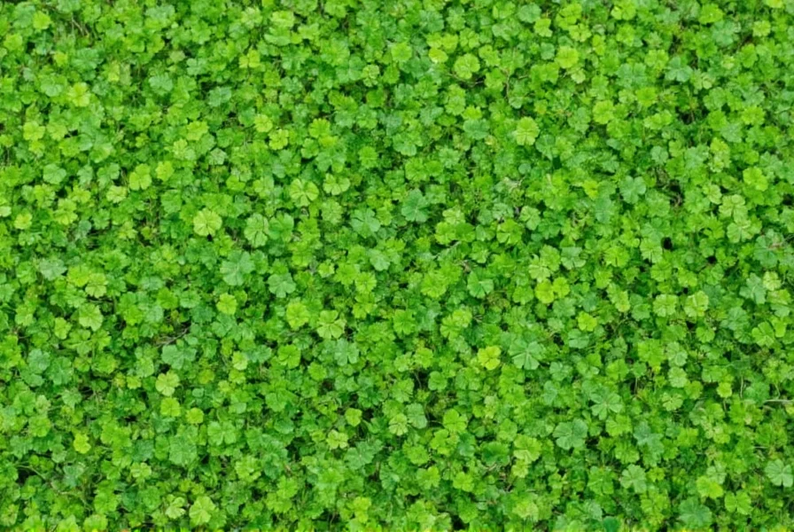 White clover yard showing dense green coverage with small white flowers