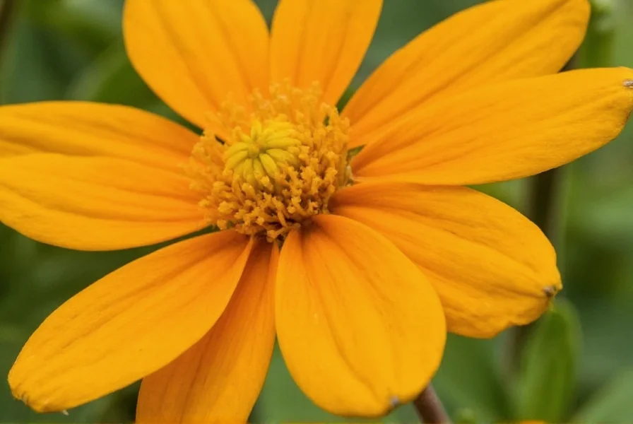 Close-up view of turmeric flowers showing their distinctive three-lobed lip and vibrant yellow color