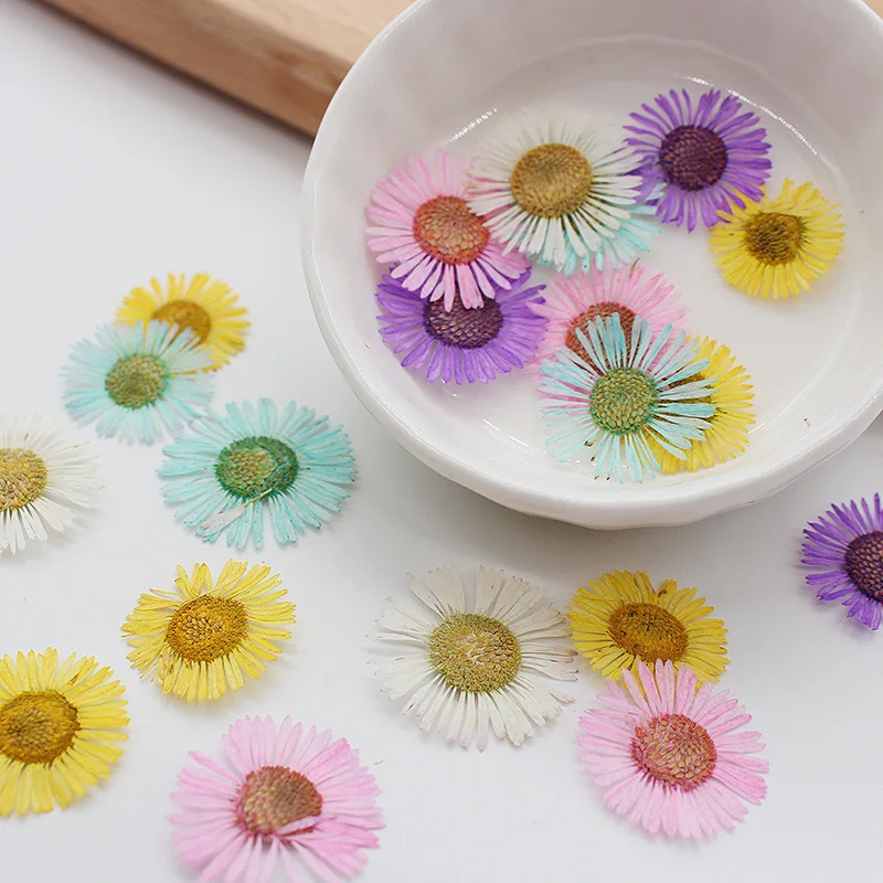 

D158 Pressed Flowers For Resin Pressed Flower Phone Case Pressed Flowers Daisy
