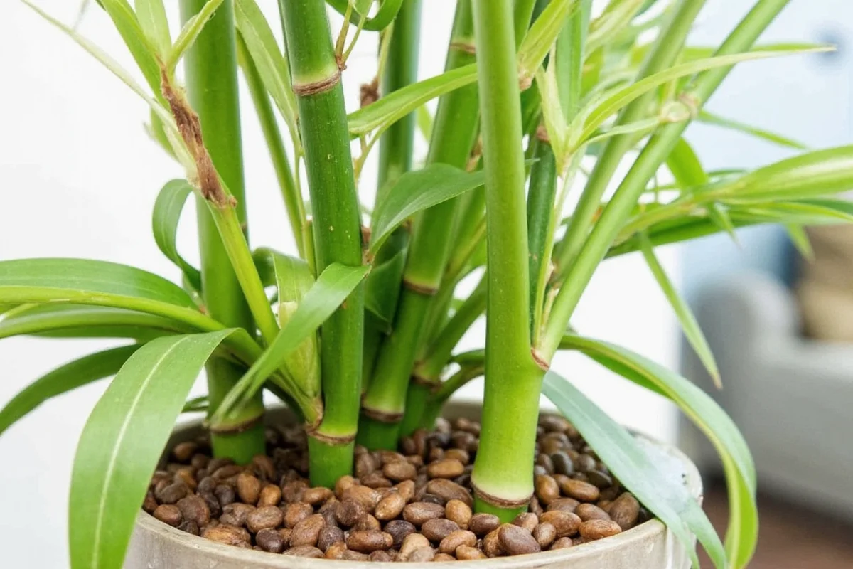 how to keep a bamboo plant alive