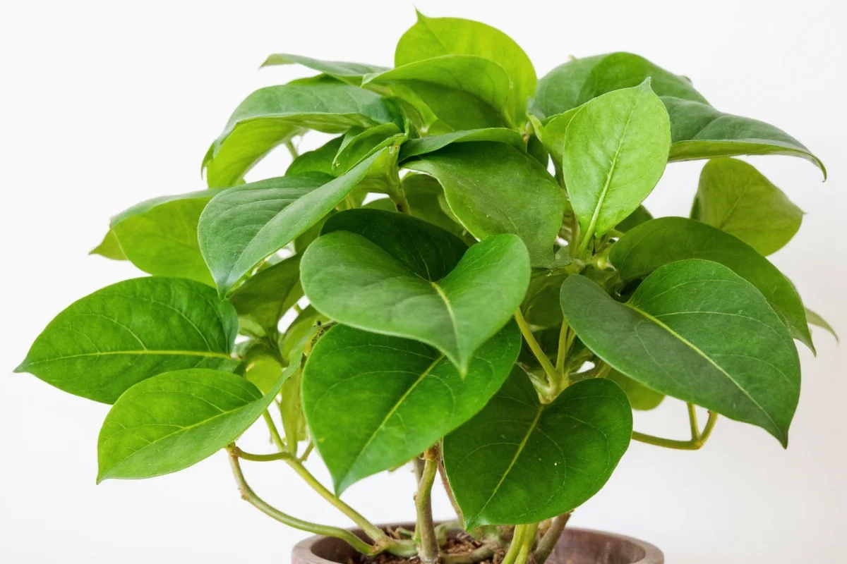 how to care for pothos plant