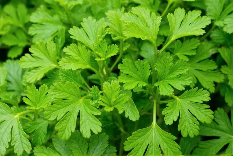 Parsley Leaves and Dried Parsley