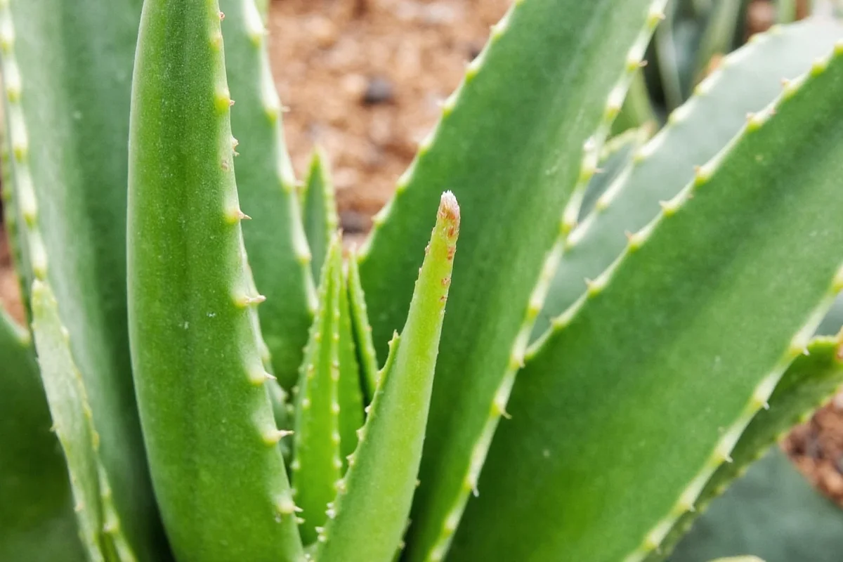 do aloe vera plants flower