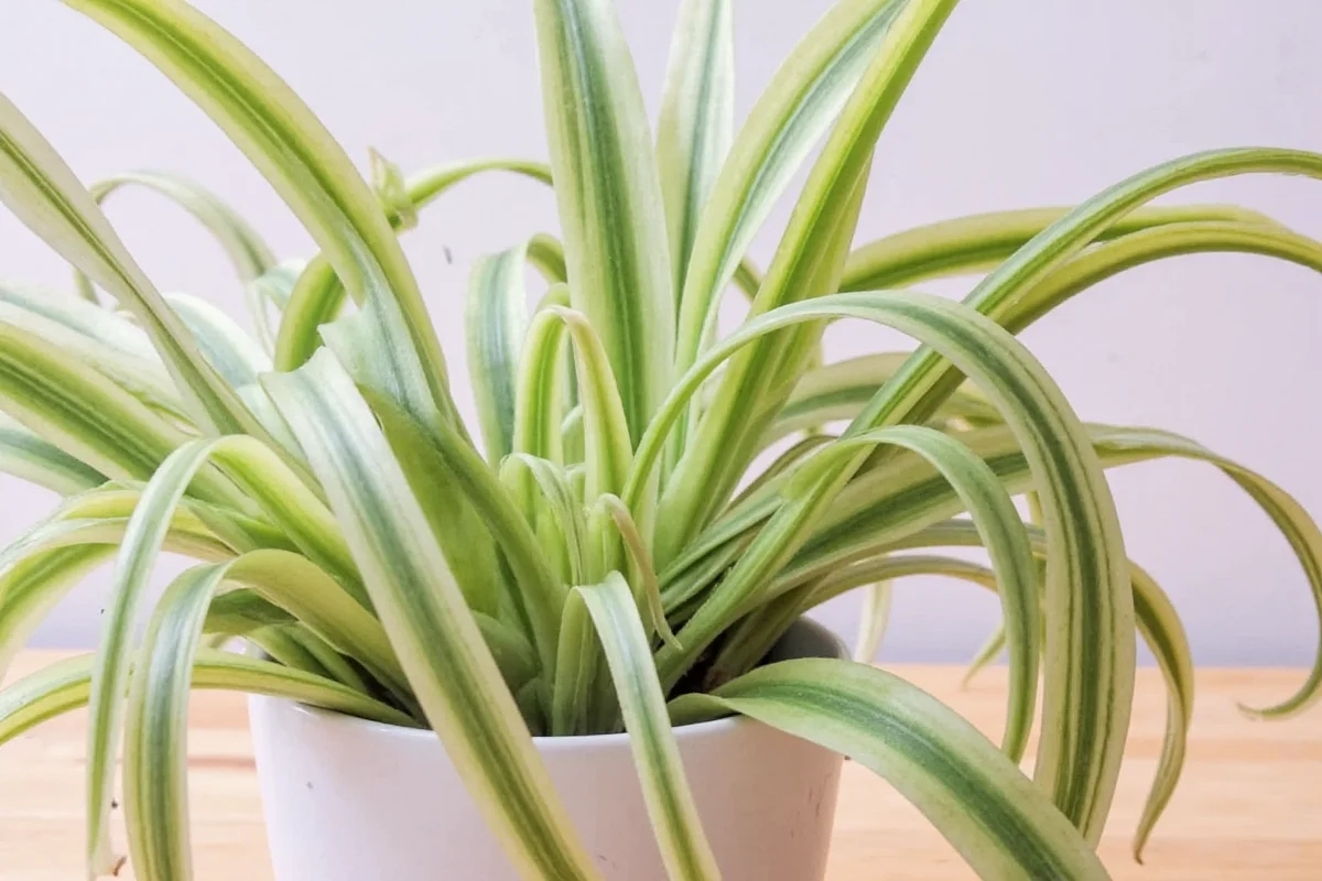 how to grow snake plant in water