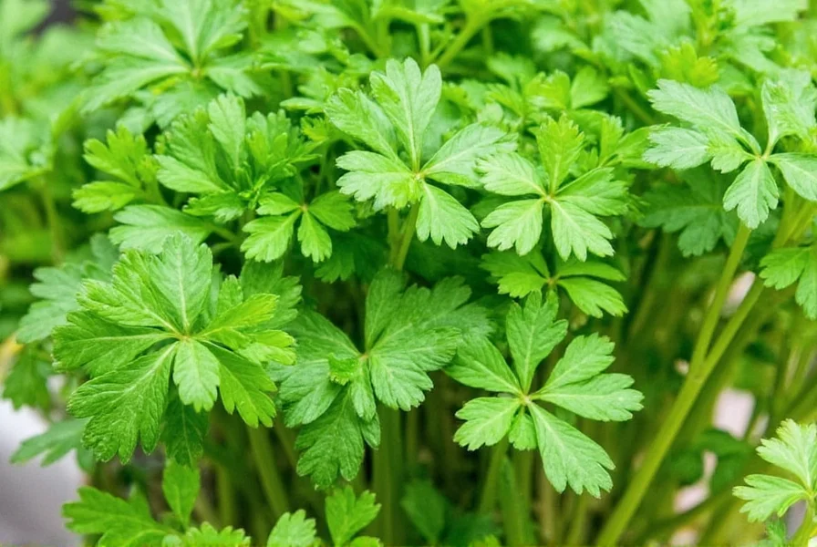 coriander in spanish language