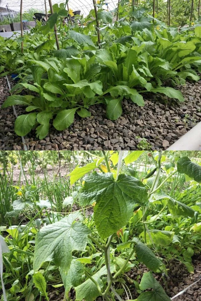 aquaponics ecosystem.jpg