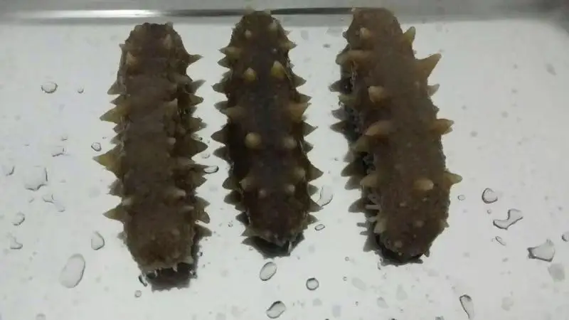 
Dried and Frozen Sea Cucumbers Cleaned 