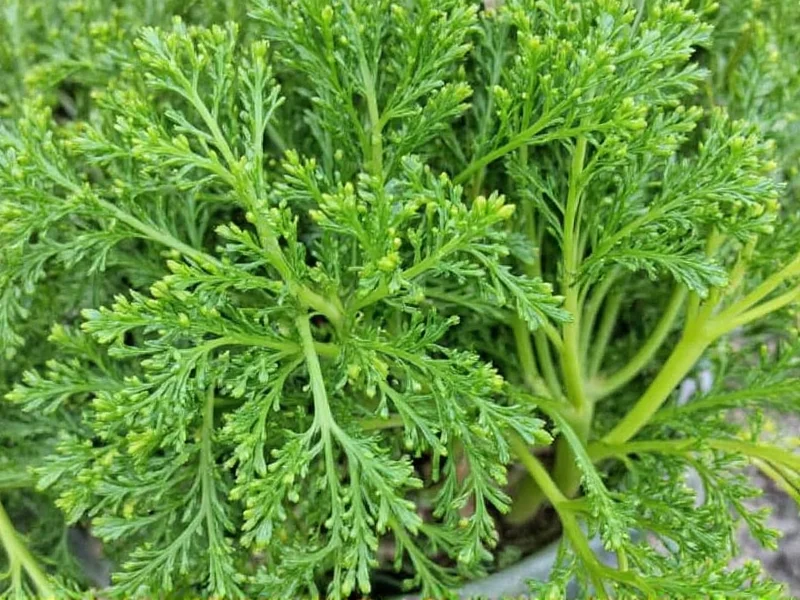 Best Dill Substitutes: What to Use When You're Out of Dill