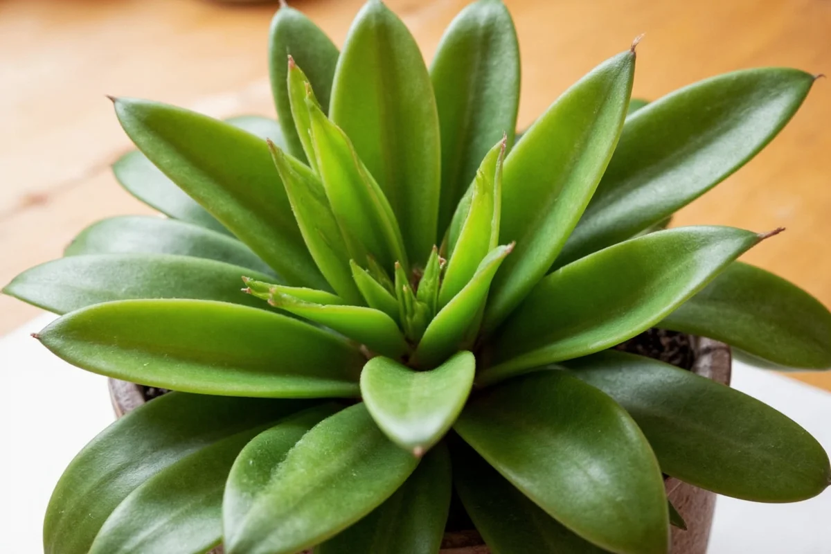 how to propagate snake plant