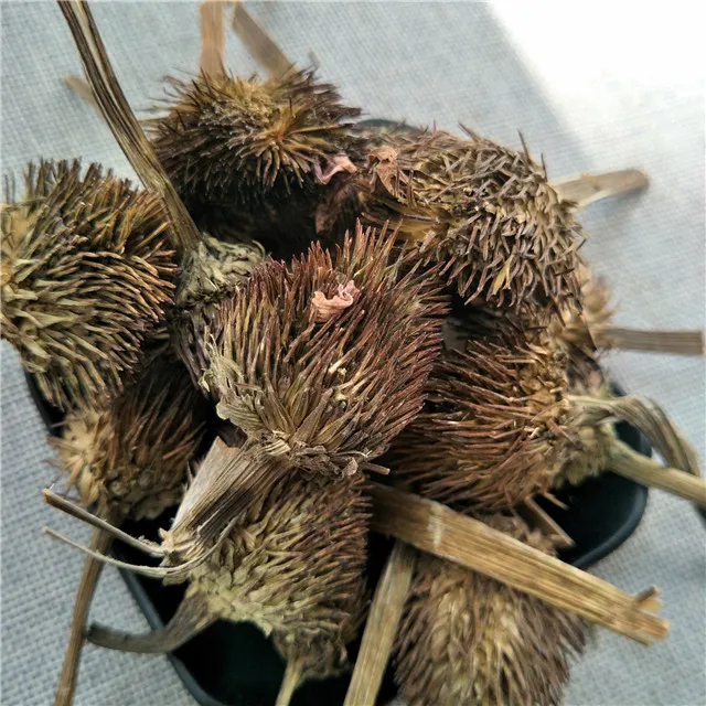 子zhui ju散装草药紫锥菊干燥紫锥菊花