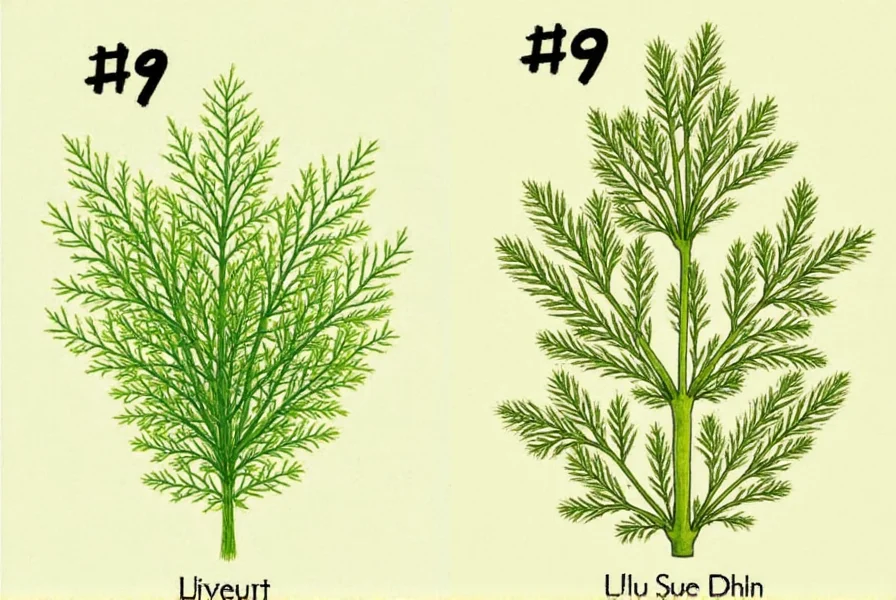 Fresh dill weed in a kitchen setting