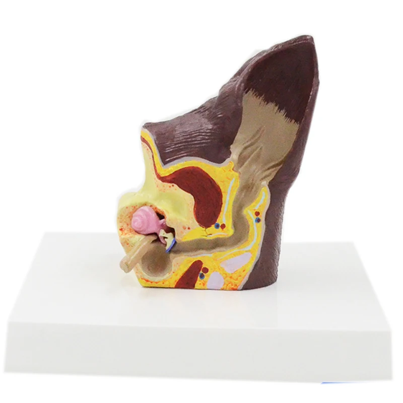 Gelsonlab Hsbm493 Canine Ear Model Dog Ear Animal Anatomy Model For